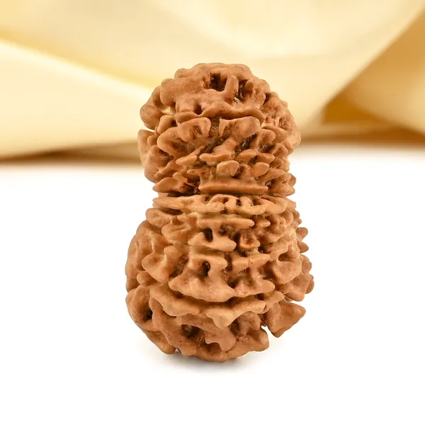 14_Mukhi_From_Nepal_Cclxviii_Small