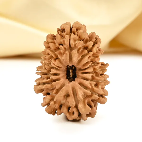 14_Mukhi_From_Nepal_Cclxviii_Small