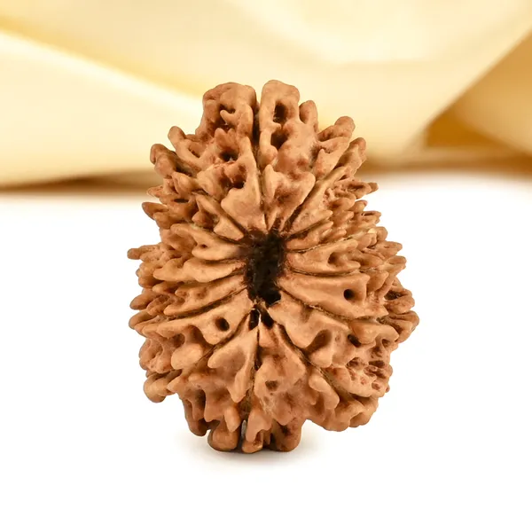 14_Mukhi_From_Nepal_Cclxviii_Small