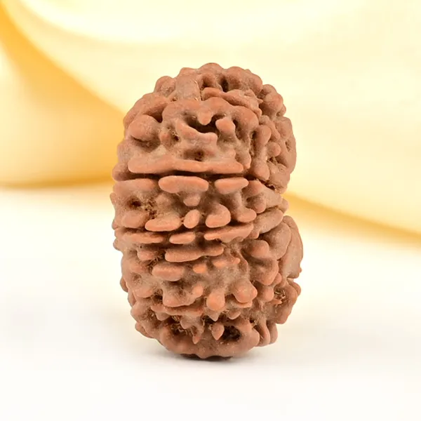 12_Mukhi_Rudraksha_Bead_Nepal_Origin