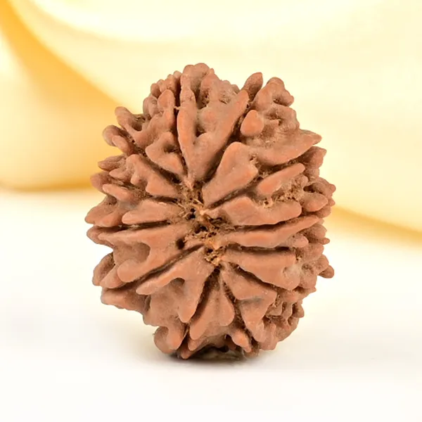 12_Mukhi_Rudraksha_Bead_Nepal_Origin