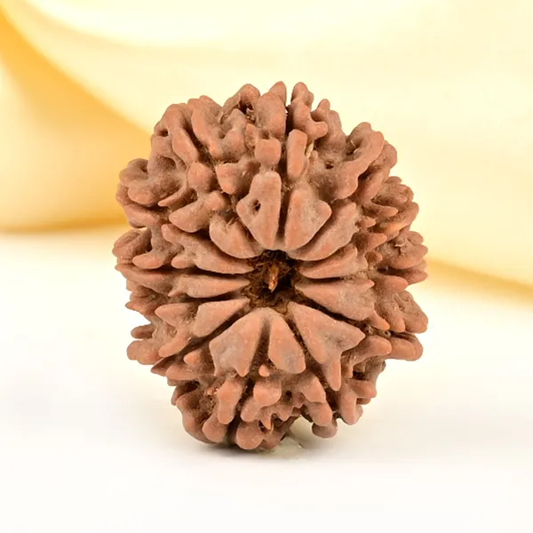 12_Mukhi_Rudraksha_Bead_Nepal_Origin