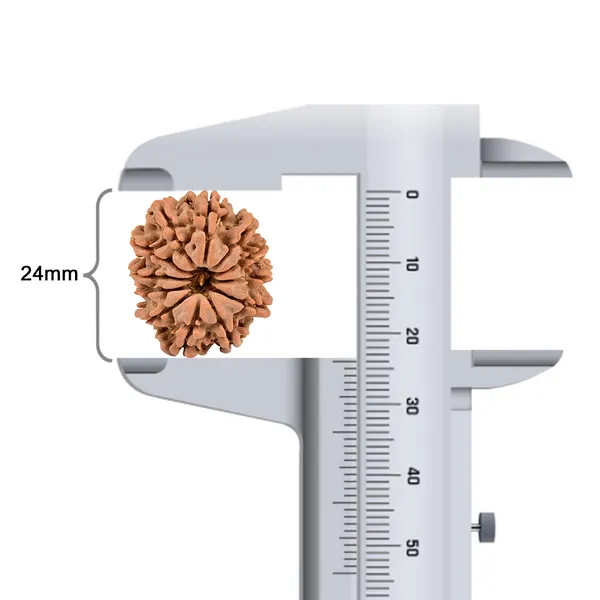 12_Mukhi_Rudraksha_Bead_Nepal_Origin