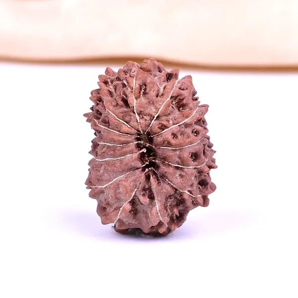 Techpandit_13_Mukhi_Rudraksha_Bead_Java_Indonesia