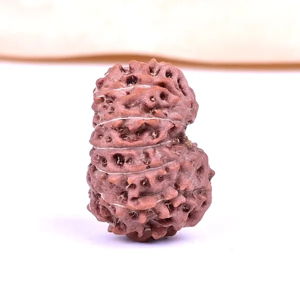 Techpandit_13_Mukhi_Rudraksha_Bead_Java_Indonesia