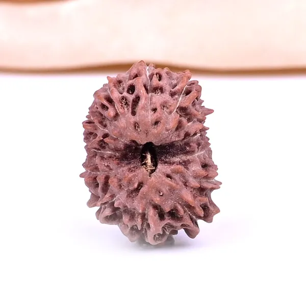 Techpandit_13_Mukhi_Rudraksha_Bead_Java_Indonesia