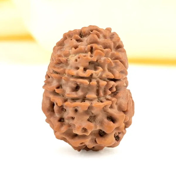Techpandit_10_Mukhi_Rudraksha_Bead_Nepal