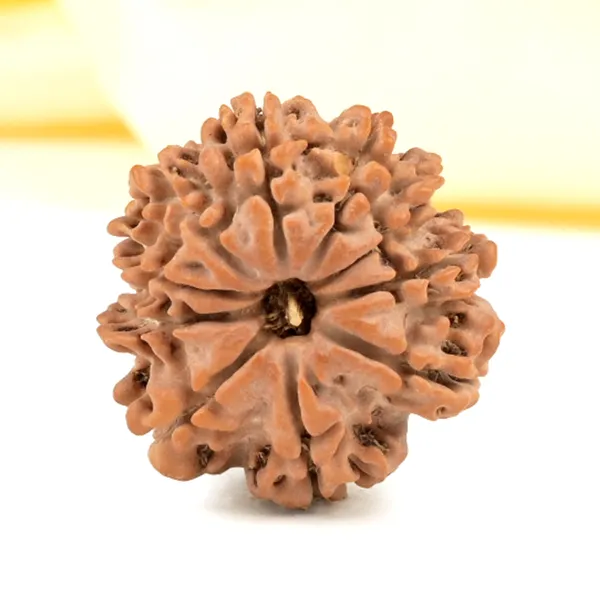 Techpandit_10_Mukhi_Rudraksha_Bead_Nepal
