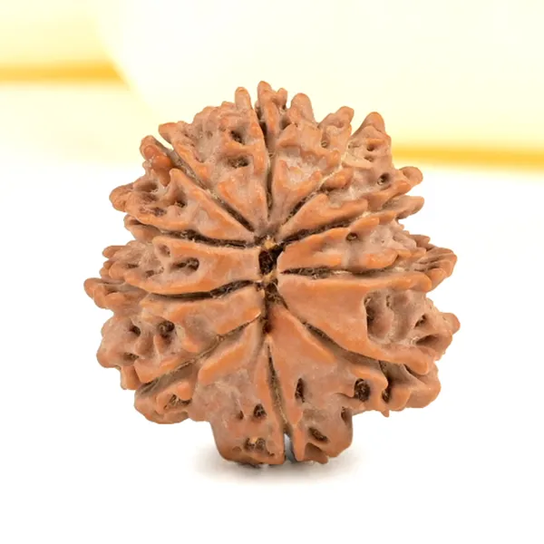 Techpandit_10_Mukhi_Rudraksha_Bead_Nepal