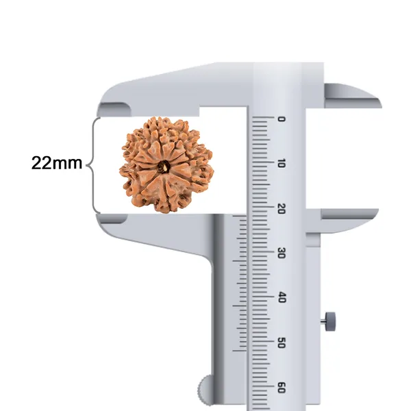 Techpandit_10_Mukhi_Rudraksha_Bead_Nepal