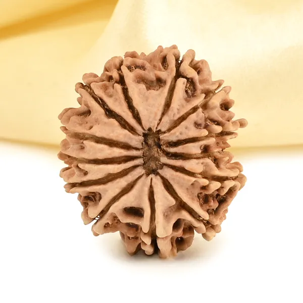 13_Mukhi_From_Nepal_Small_Cccxcvi