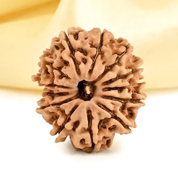 13_Mukhi_From_Nepal_Small_Cccxcvi