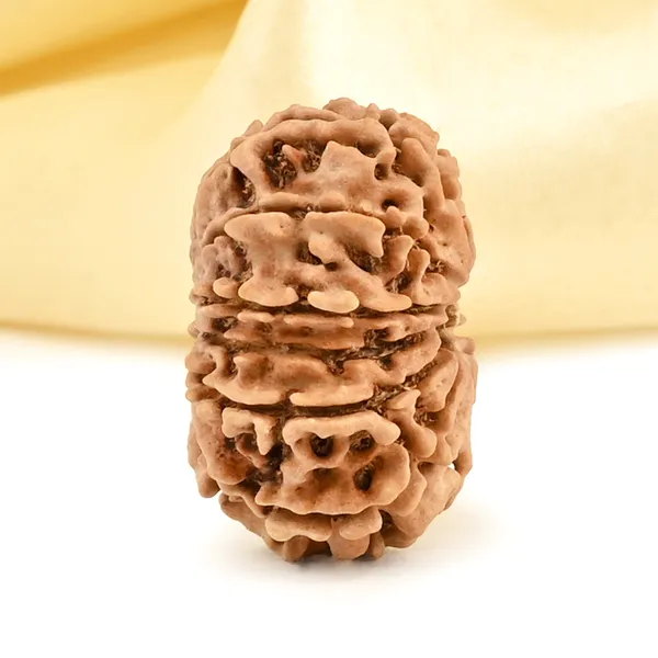 13_Mukhi_From_Nepal_Small_Cccxcvi