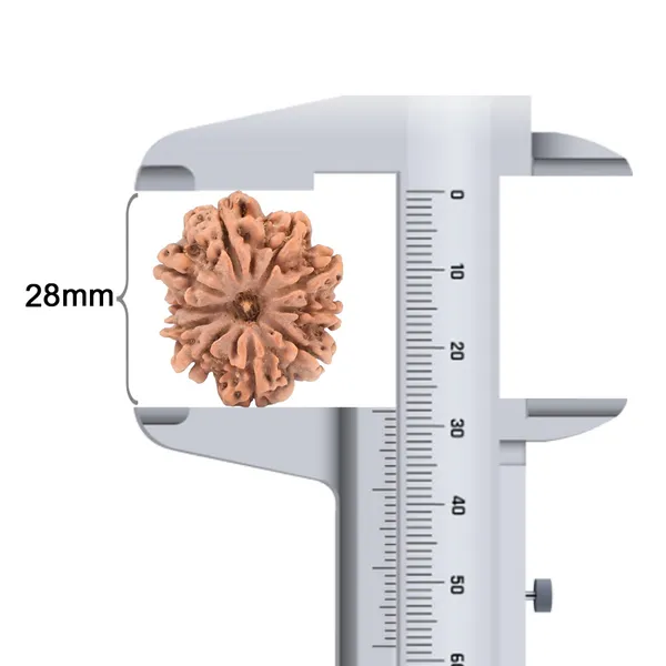 10_Mukhi_Nepal_Rudraksha_Bead_Large