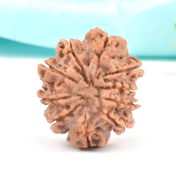 10_Mukhi_Nepal_Rudraksha_Bead_Large