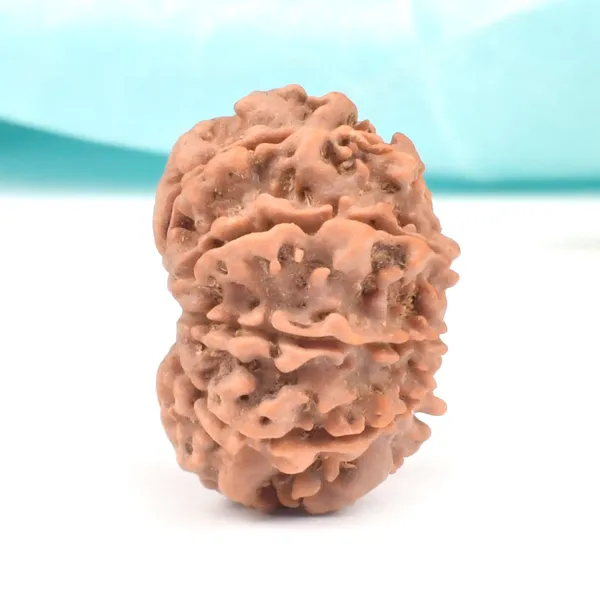10_Mukhi_Nepal_Rudraksha_Bead_Large
