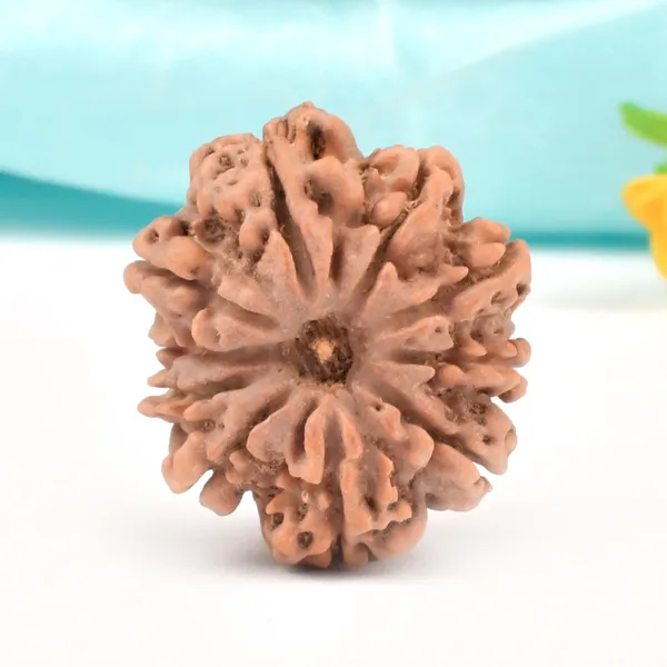 10_Mukhi_Nepal_Rudraksha_Bead_Large