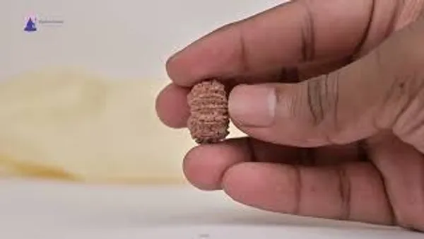 14_Mukhi_From_Nepal_Tiny_Xxxi