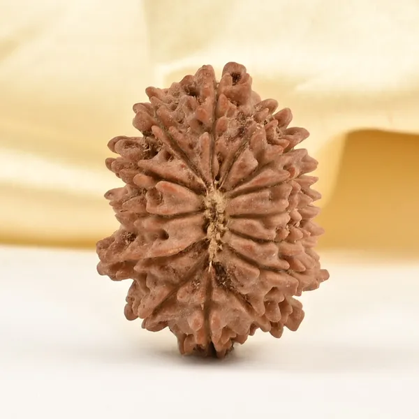 14_Mukhi_From_Nepal_Tiny_Xxxi
