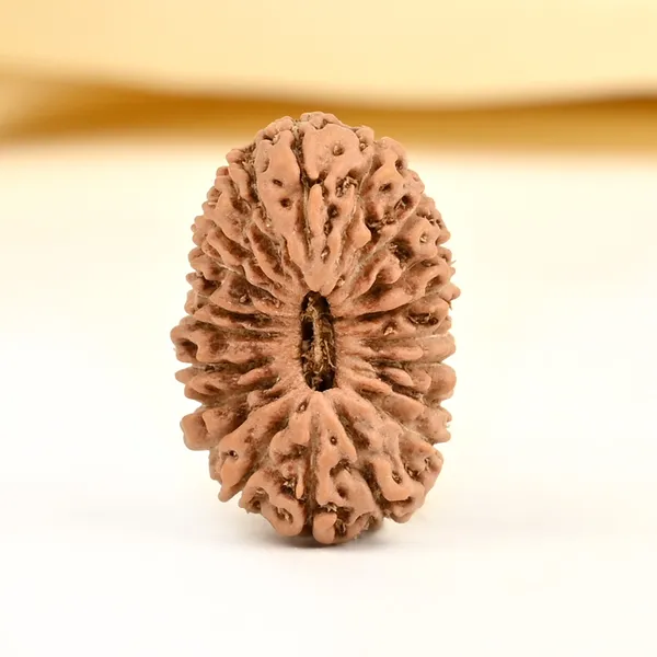 20_Mukhi_From_Java_Indonesia_Cvi