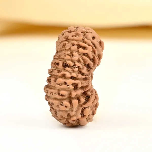 20_Mukhi_From_Java_Indonesia_Cvi