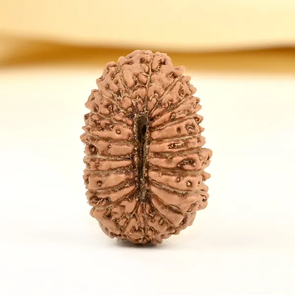 20_Mukhi_From_Java_Indonesia_Cvi