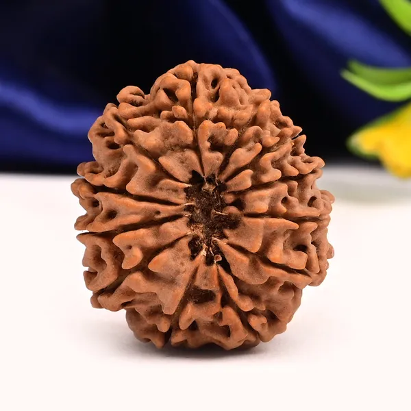 12_Mukhi_From_Nepal_Large_Cv