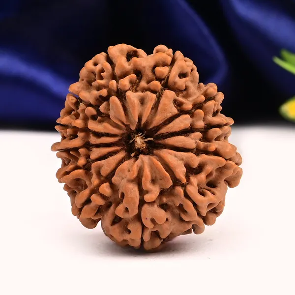 12_Mukhi_From_Nepal_Large_Cv