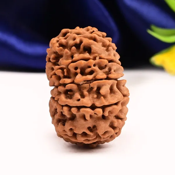 12_Mukhi_From_Nepal_Large_Cv