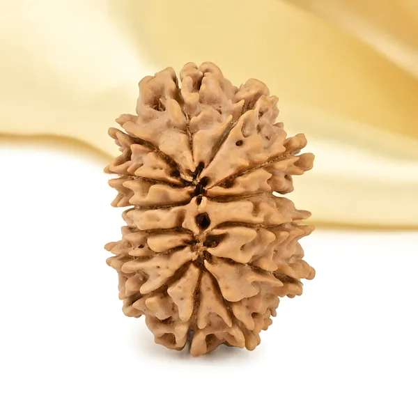 14_Mukhi_Rudraksha_Bead_Nepal
