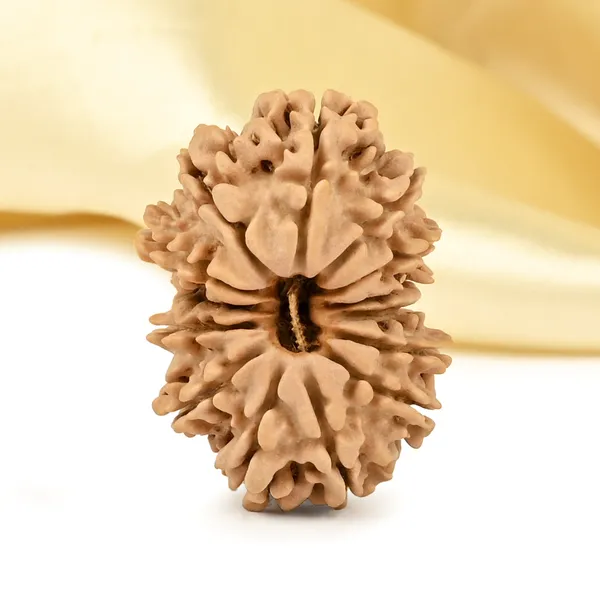 14_Mukhi_Rudraksha_Bead_Nepal