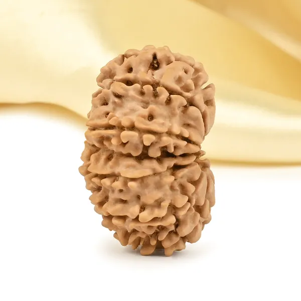 14_Mukhi_Rudraksha_Bead_Nepal