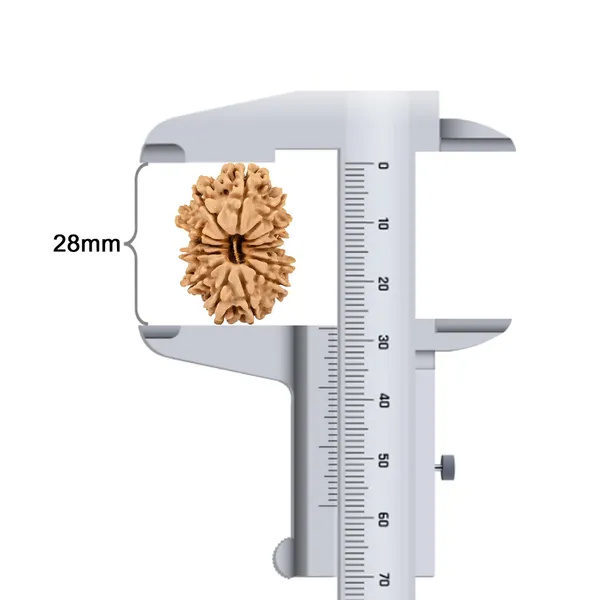14_Mukhi_Rudraksha_Bead_Nepal