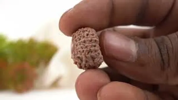 15_Mukhi_From_Java_Indonesia_Xciv