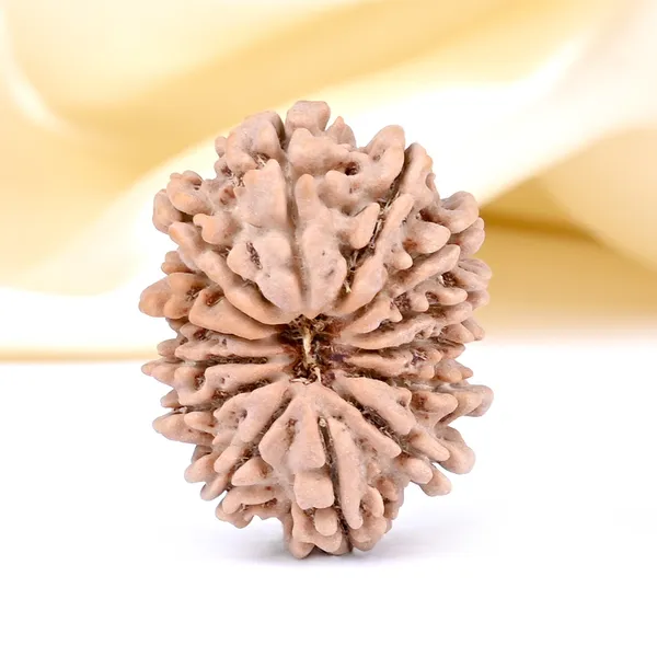 14_Mukhi_From_Nepal_Small_Cclxxv