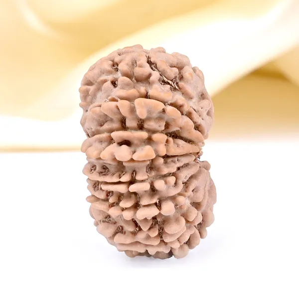 14_Mukhi_From_Nepal_Small_Cclxxv