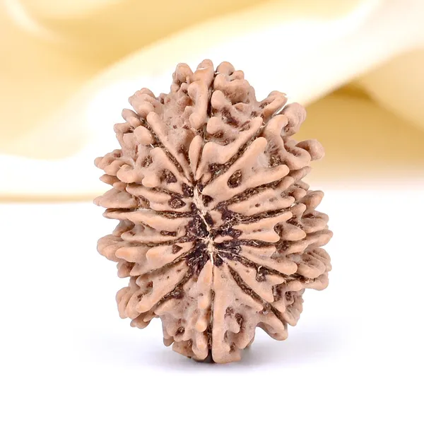 14_Mukhi_From_Nepal_Small_Cclxxv