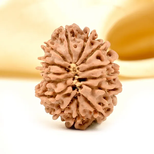 14_Mukhi_From_Nepal_Tiny_Xlii