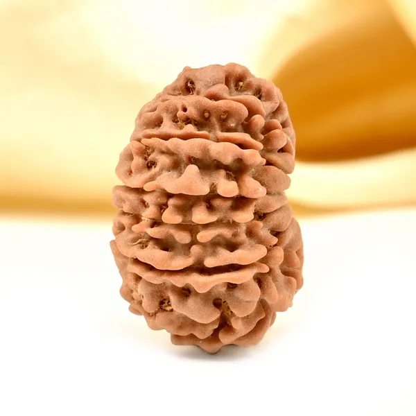 14_Mukhi_From_Nepal_Tiny_Xlii
