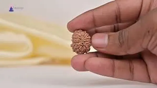 14_Mukhi_From_Nepal_Tiny_Xlii