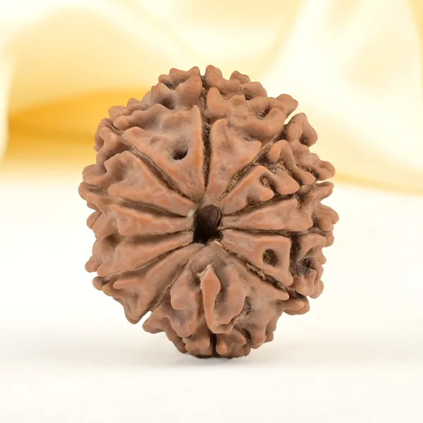 11_Mukhi_From_Nepal_Small_Cccxli