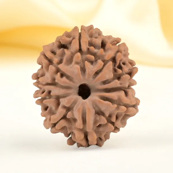 11_Mukhi_From_Nepal_Small_Cccxli