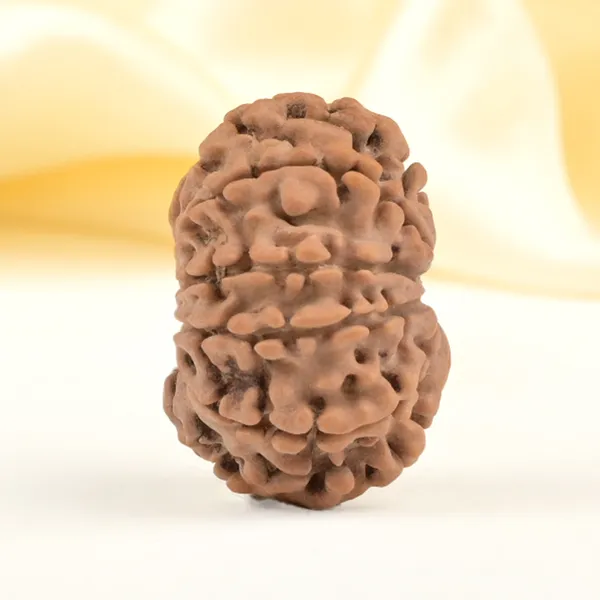 11_Mukhi_From_Nepal_Small_Cccxli