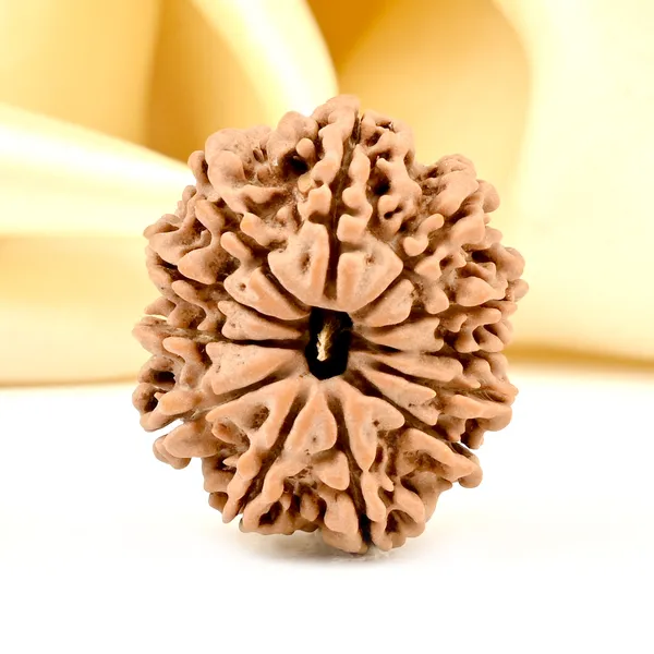 12_Mukhi_From_Nepal_Small_Dix