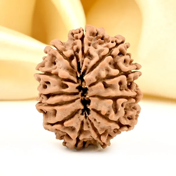 12_Mukhi_From_Nepal_Small_Dix