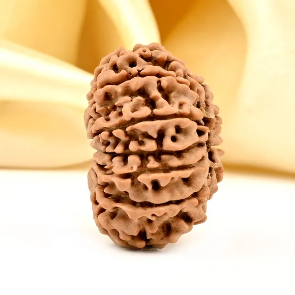12_Mukhi_From_Nepal_Small_Dix