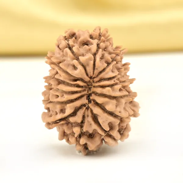 14_Mukhi_Rudraksha_Bead_Nepal_Origin_Deva_Mani