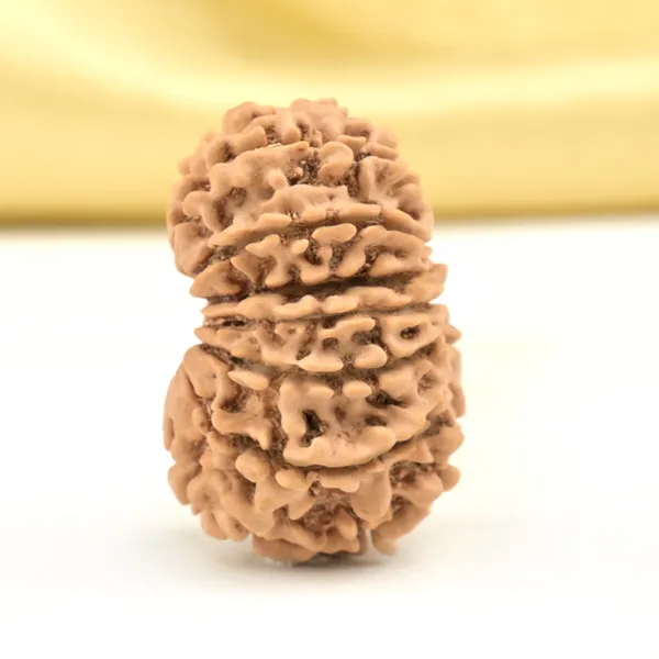 14_Mukhi_Rudraksha_Bead_Nepal_Origin_Deva_Mani