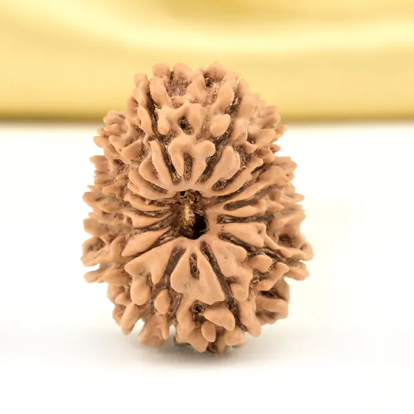 14_Mukhi_Rudraksha_Bead_Nepal_Origin_Deva_Mani