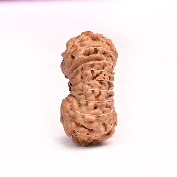 18_Mukhi_From_Java_Indonesia_Small_Cxc